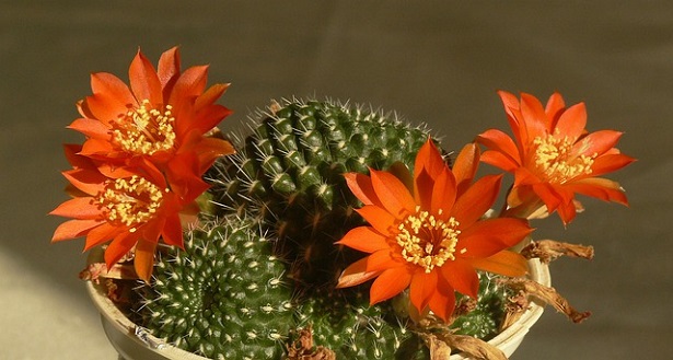 rebutia