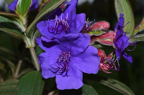 tibouchina