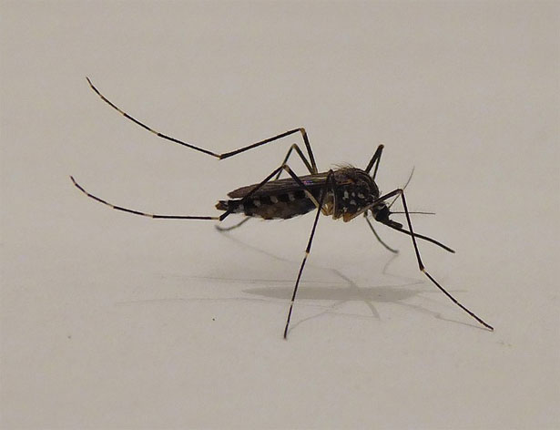 zanzara coreana aedes koreicus