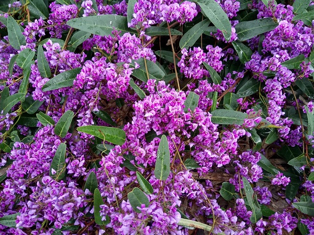 hardenbergia