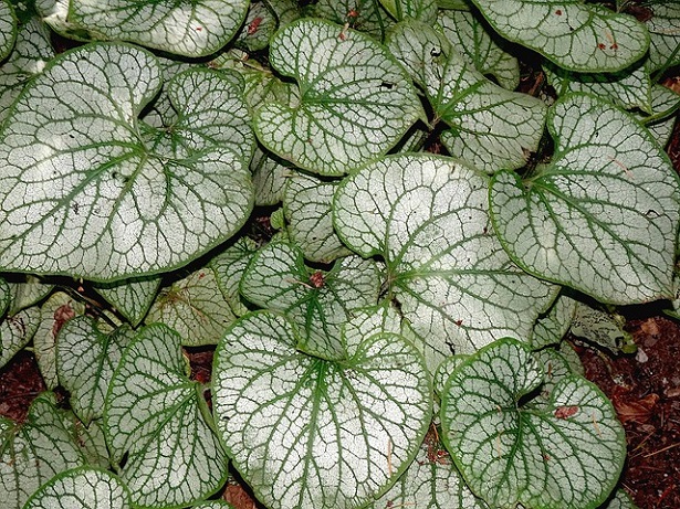peperomia