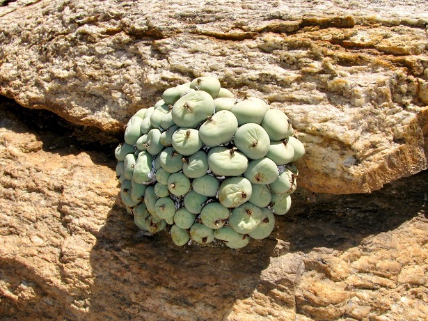 conophytum
