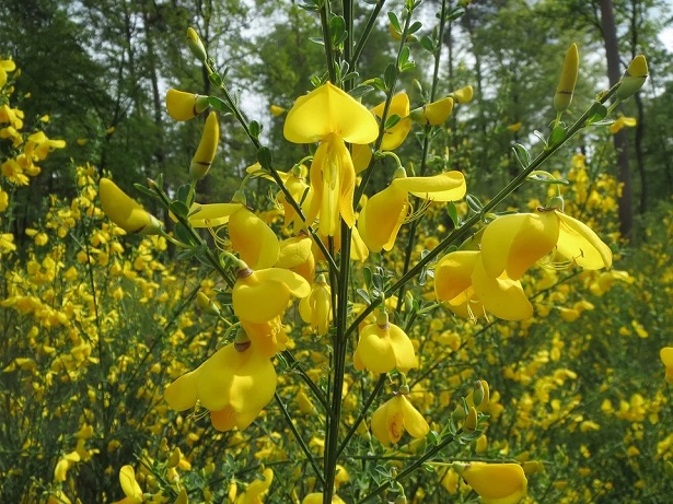 Ccytisus racemosus