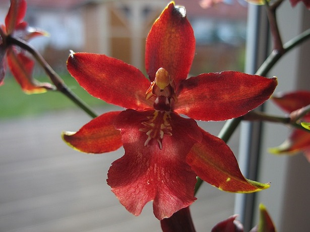 odontoglossum