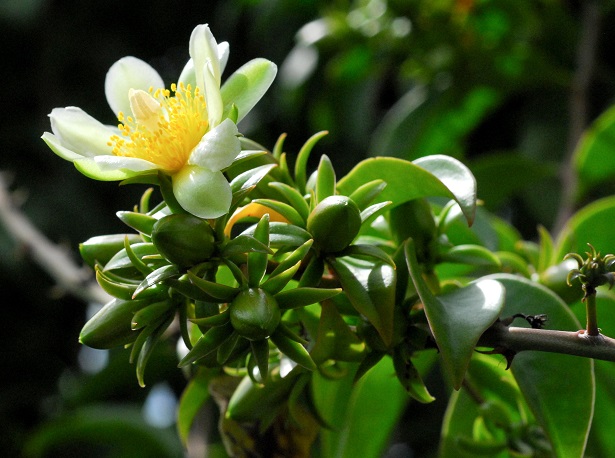 pereskia aculeata