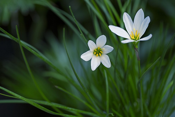 Zephyranthes Zephyranthes