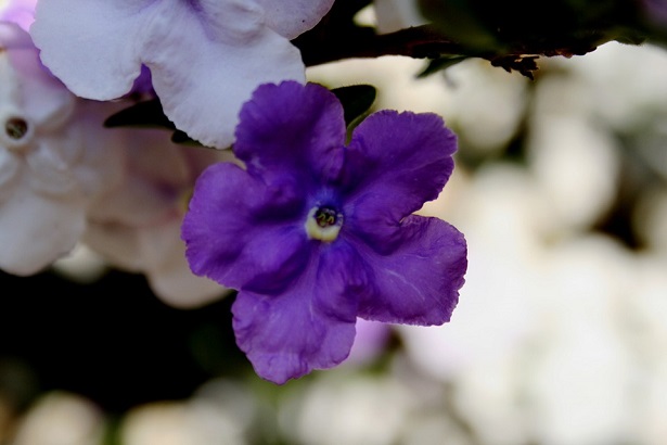 brunfelsia