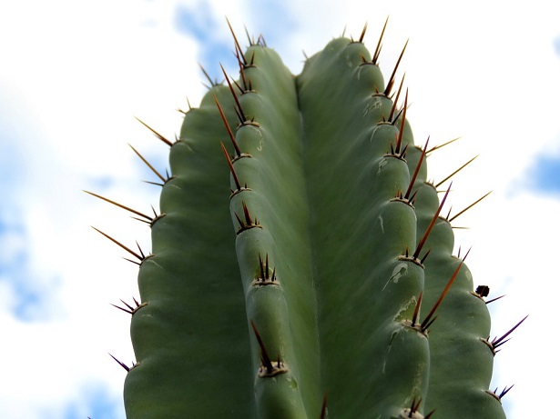 cereus jamacaru