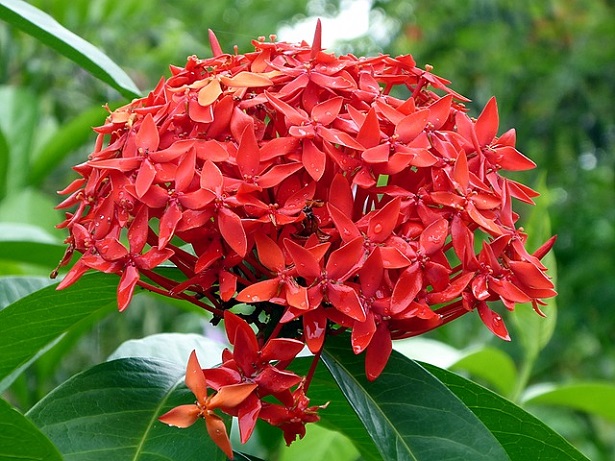 ixora