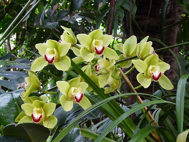 orchidea da esterno