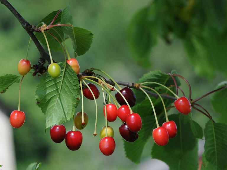 Cosa Sono Le Visciole Propriet E Ricette Idee Green