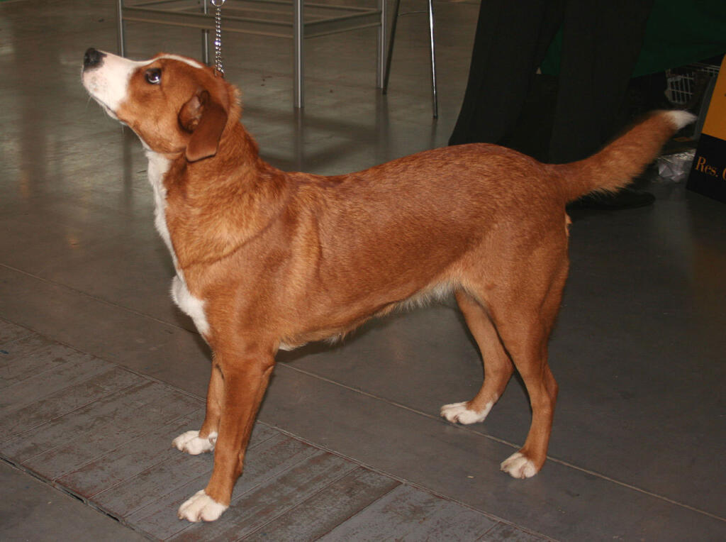 Pinscher austriaco origine, aspetto, carattere e salute NaturaPerTe