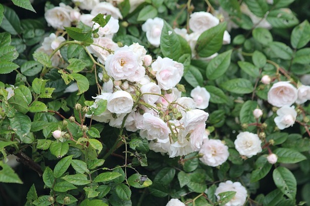 rosa sarmentosa