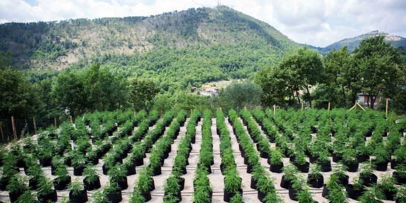 coltivazione cannabis in Italia canapa farm