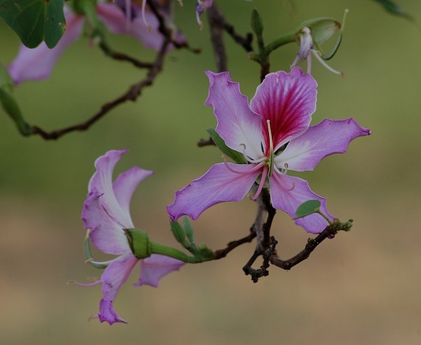 fiore di bauhinia