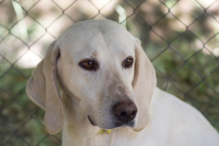 Billy Il Cane : Rollo, Alberto