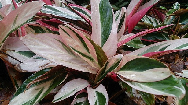 ctenanthe oppenheimiana