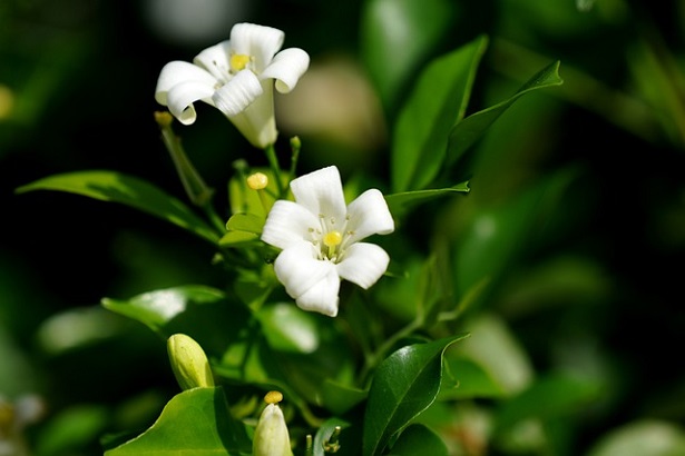 Murraya paniculata