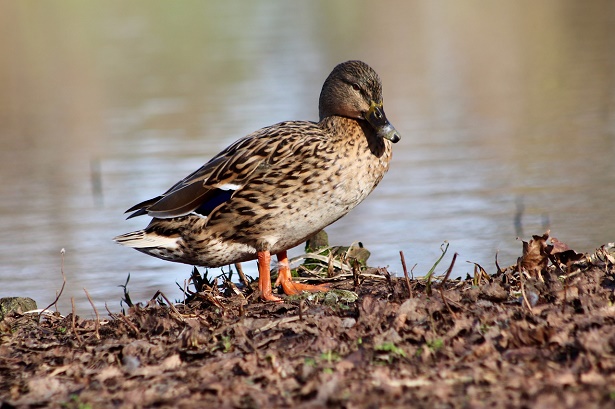 Germano Reale femmina Germano Reale