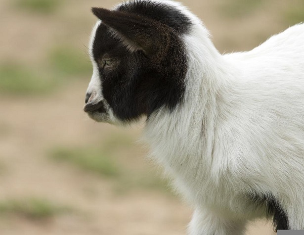 Cucciolo di Capra Maltese