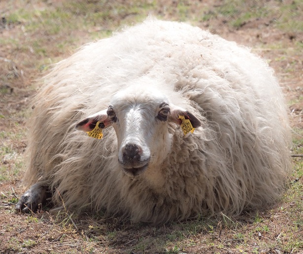 Pecora Merinos