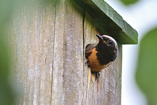 Codirosso Caratteristiche del Codirosso