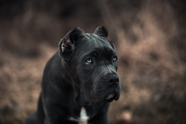 Bandog