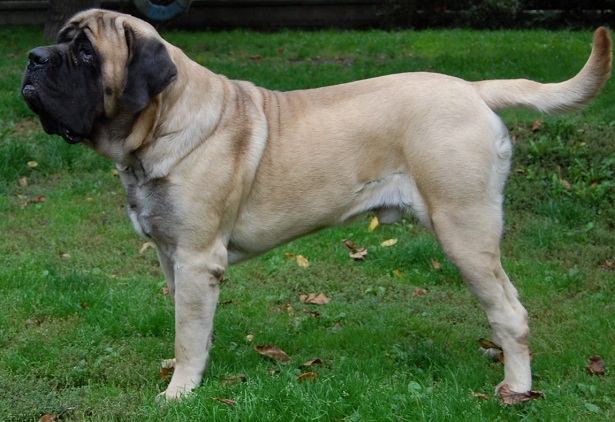 Mastino Inglese width= Mastino Inglese