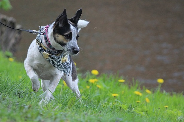 Rat Terrier