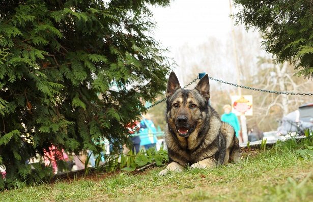 Cane lupo di Kunming