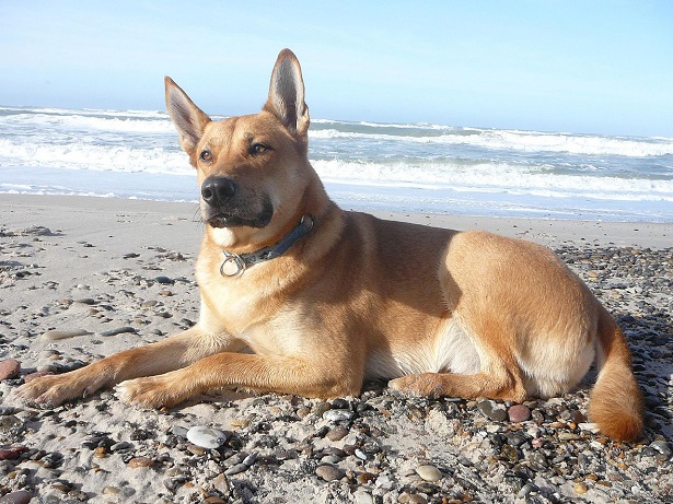 Carolina Dog Carolina Dog