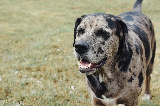 Catahoula Bulldog