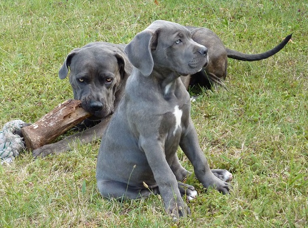 cuccioli di Blue Lacy