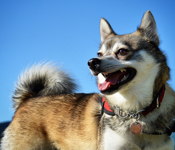Alaskan Klee Kai