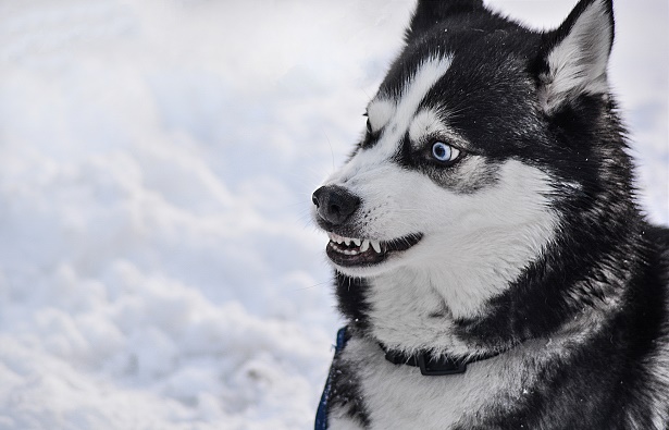 Alaskan Klee Kai