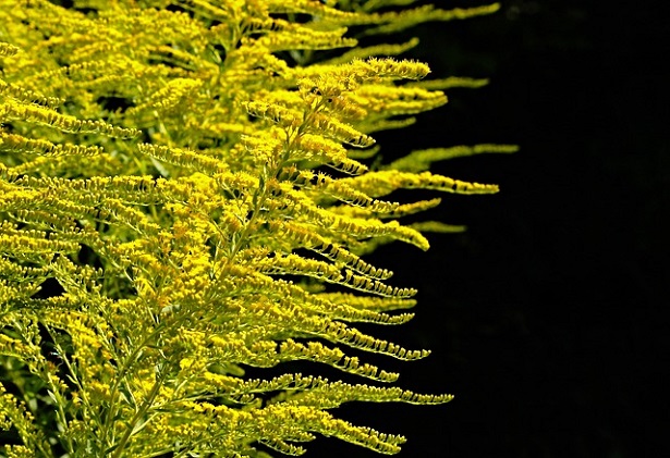 Solidago