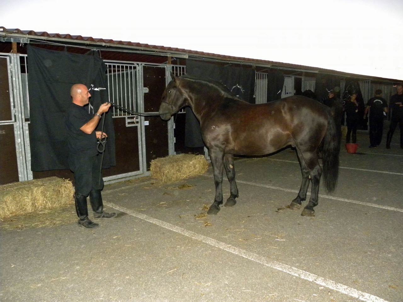 cavallo romano maremma laziale