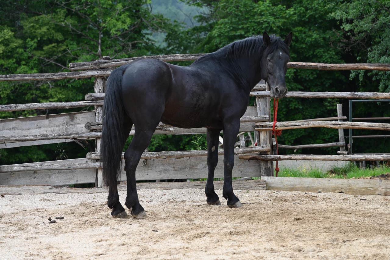 Cavallo romano della Maremma laziale