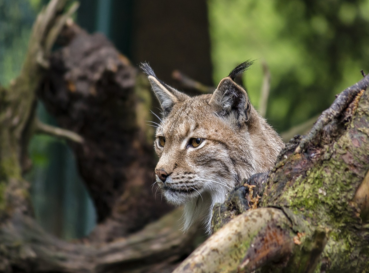 lince euroasiatica che osserva