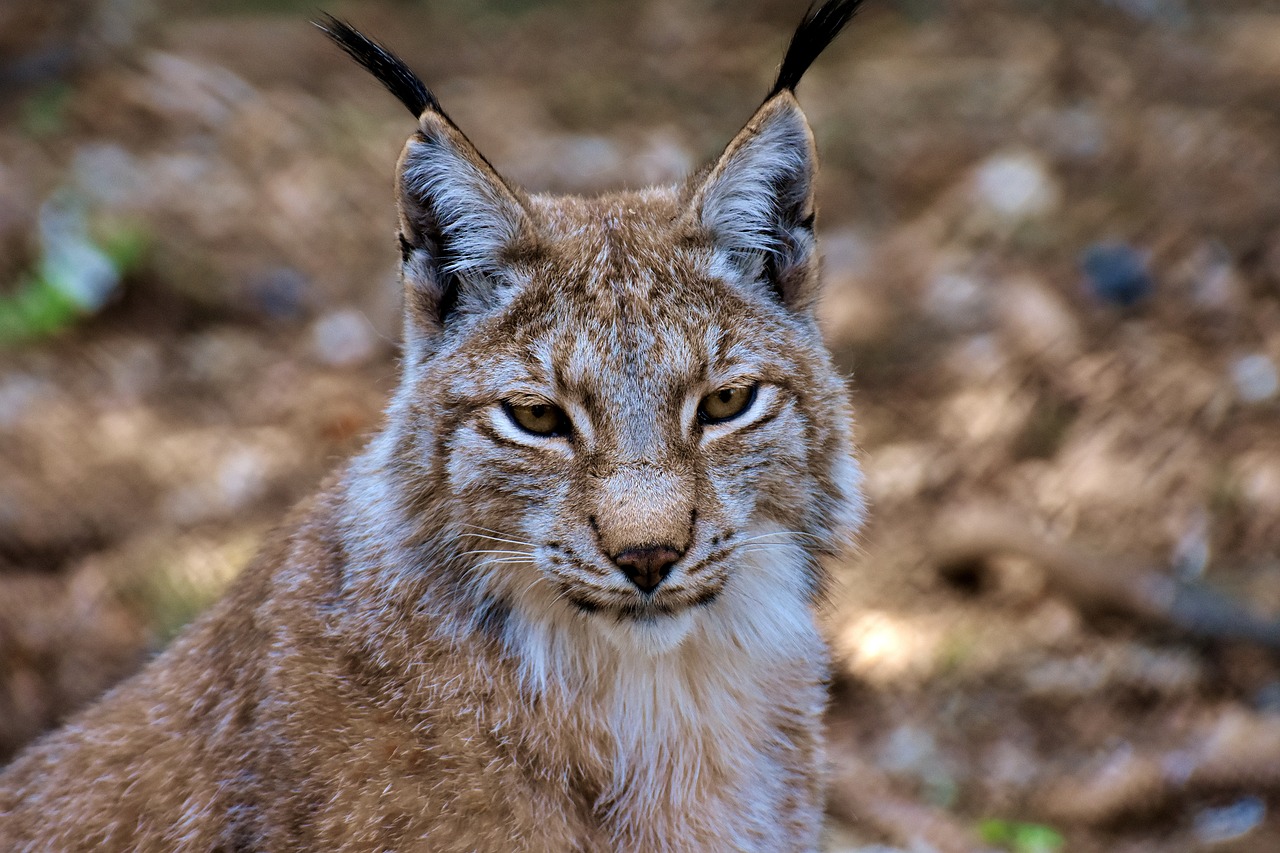 lince euroasiatica