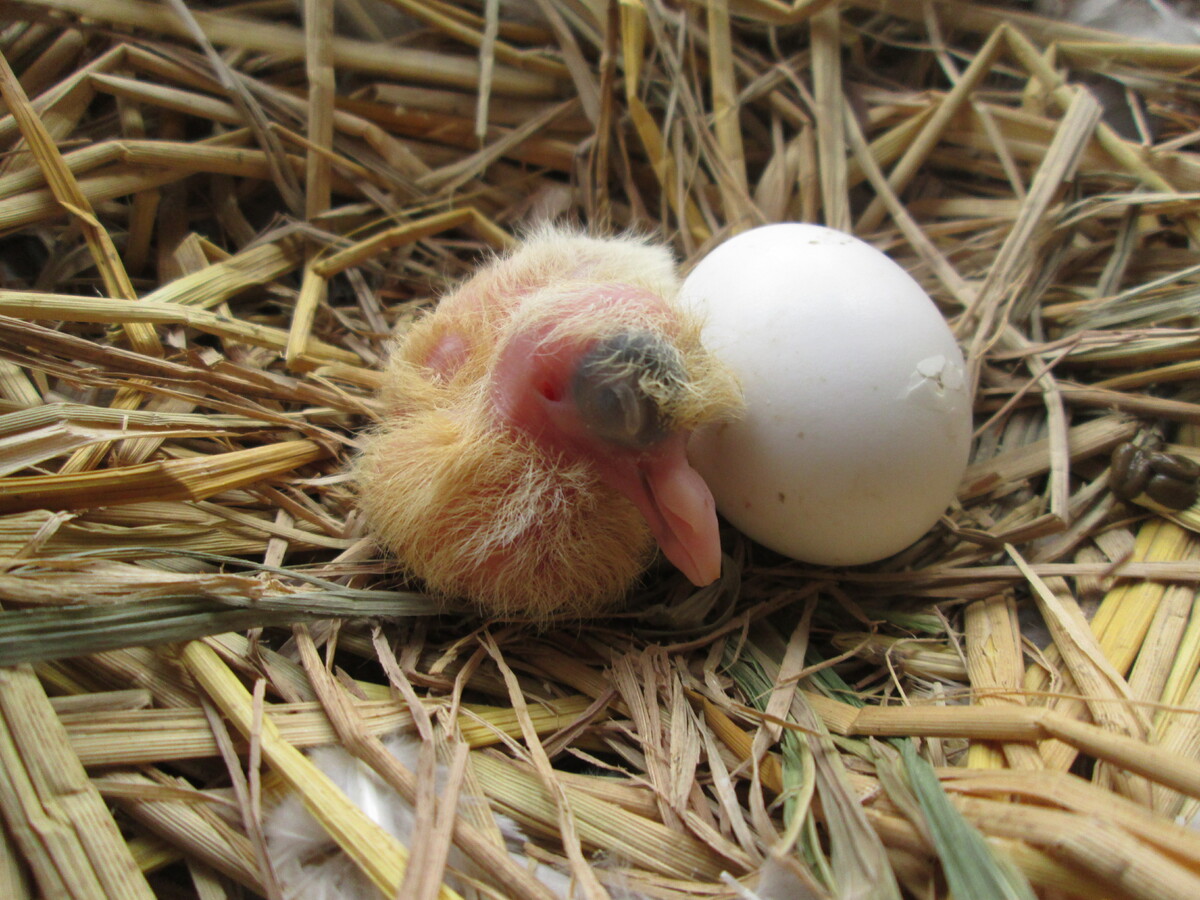 piccione appena nato nel nido