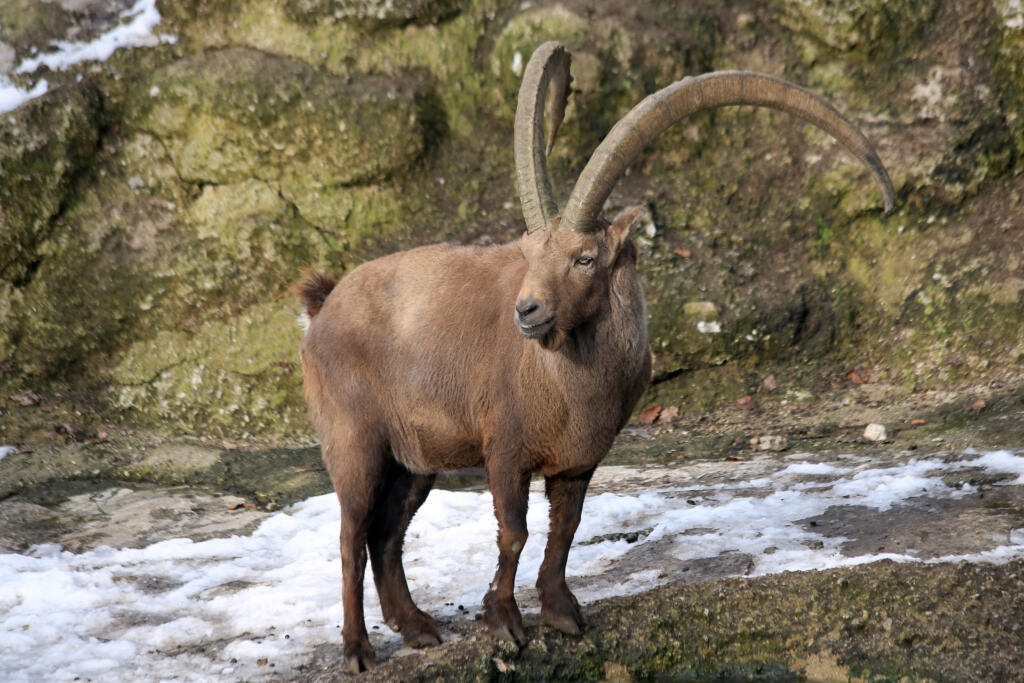 Capre selvatiche: caratteristiche e habitat – NaturaPerTe