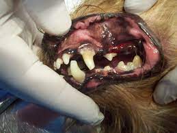 cane con gengive nere