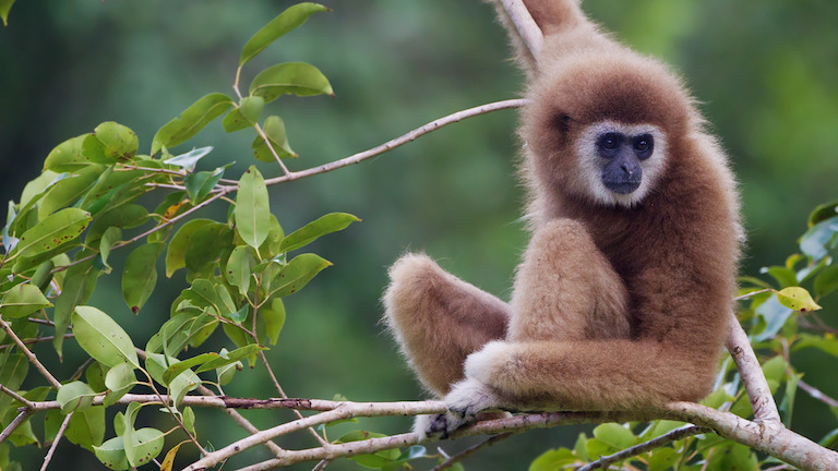 gibbone dalle mani bianche