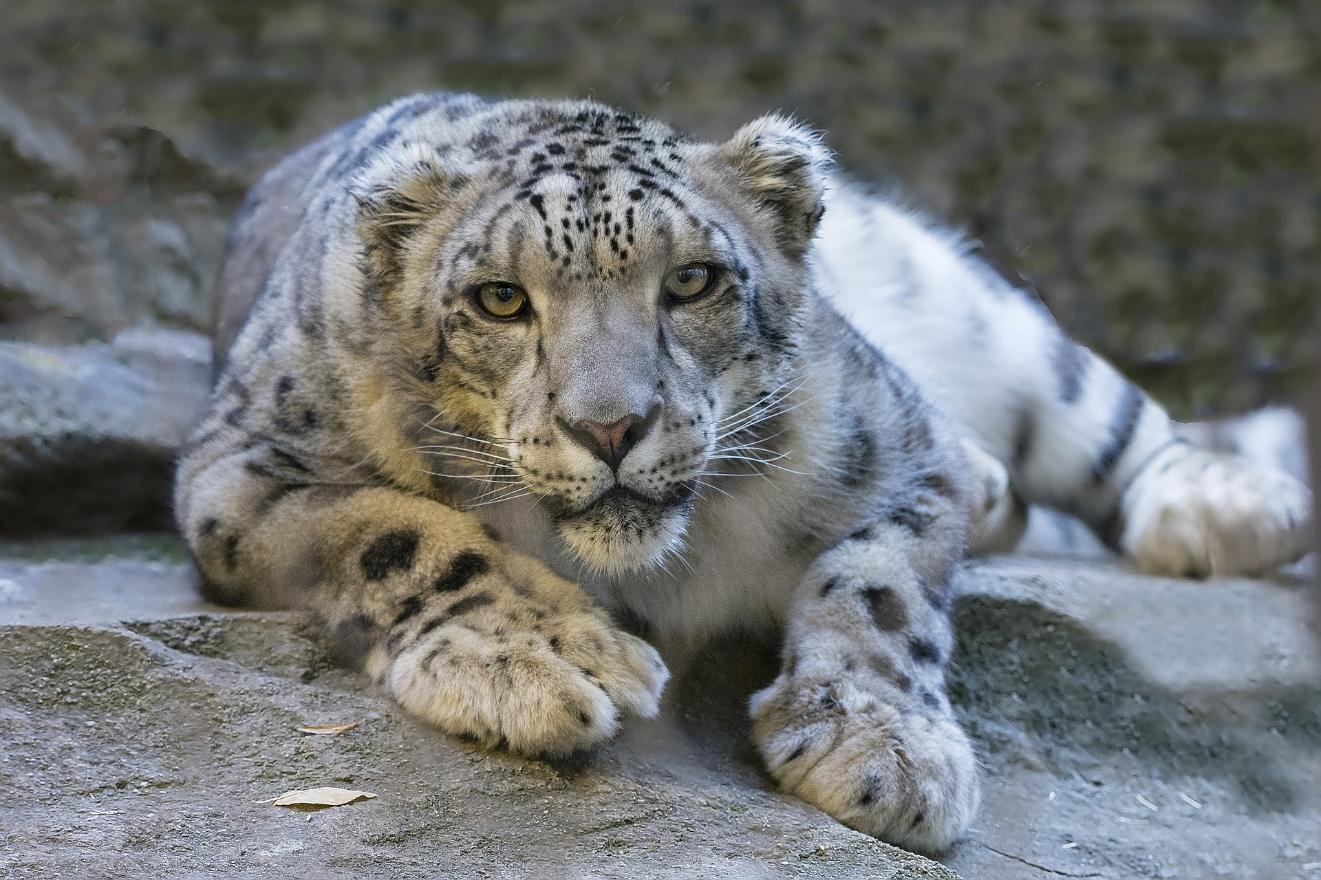 leopardo delle nevi sdraiato