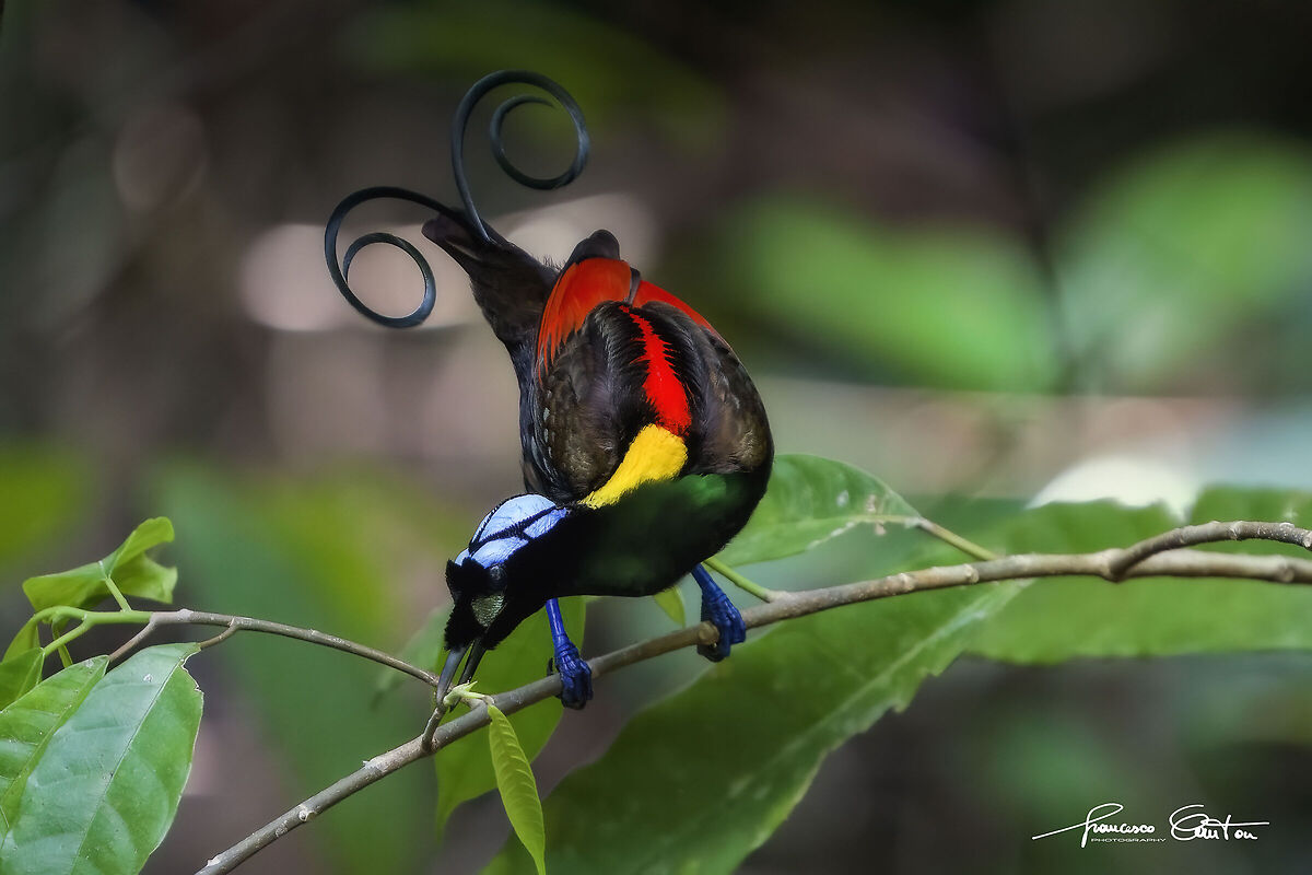 uccello del paradiso di wilson