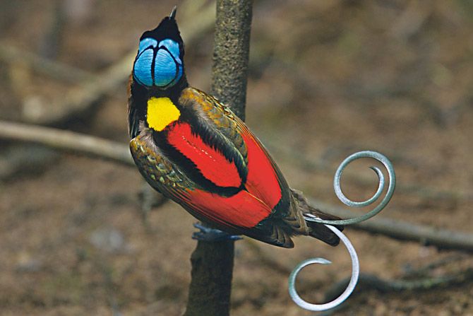 uccello del paradiso di wilson