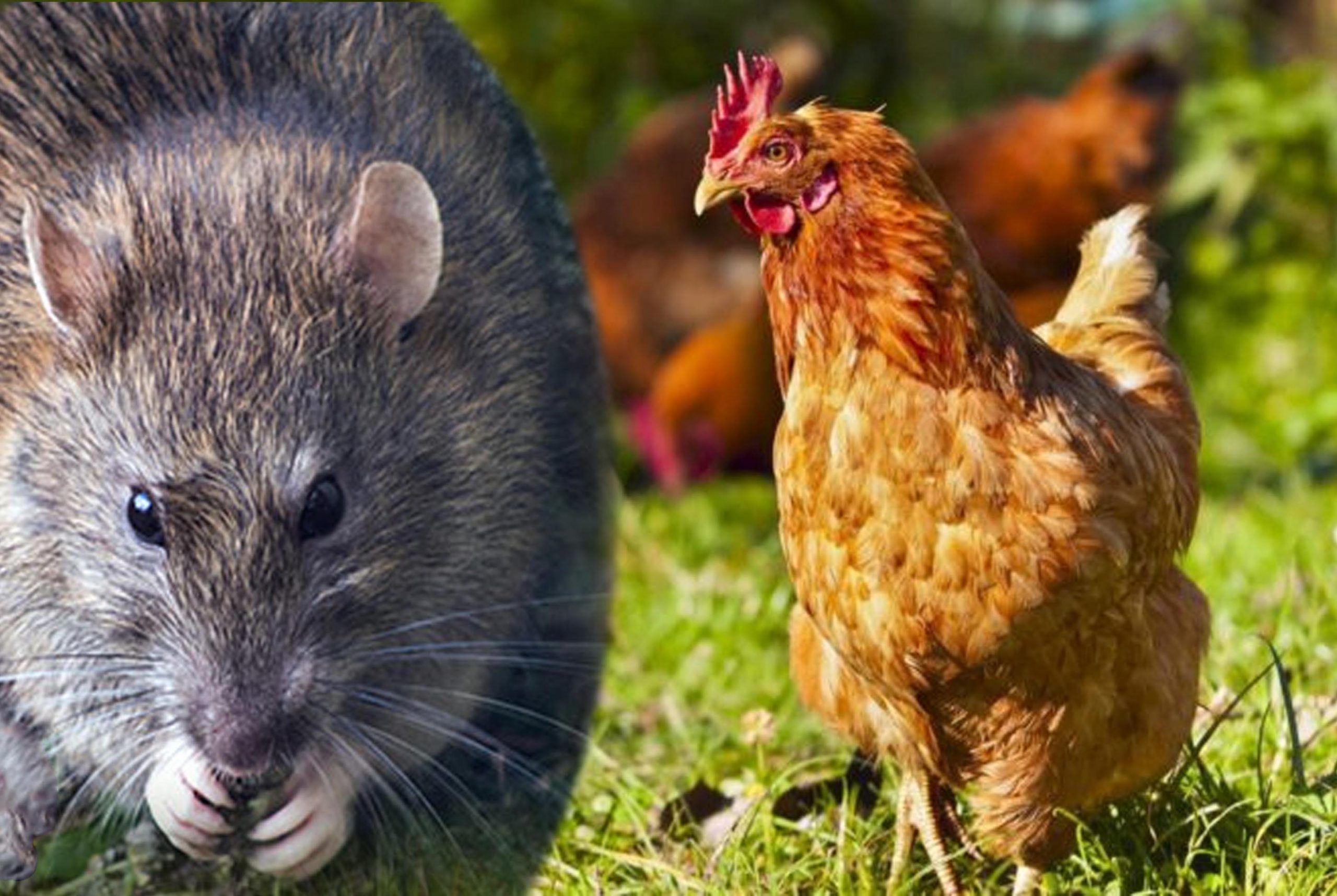 eliminare i topi dal pollaio