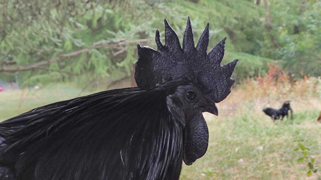 gallina cemani