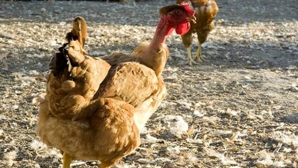 galline collo nudo